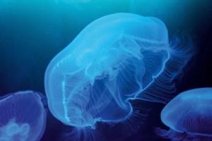 Blaue Stunde im Ozeaneum Stralsund