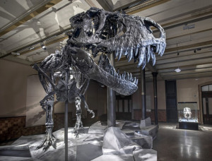 Berliner Naturkundemuseum zeigt originales T-rex-Skelett