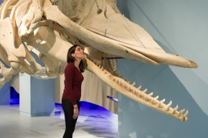 Übersee-Museum Bremen: „Faszination Wale“ bis 22. Mai verlängert