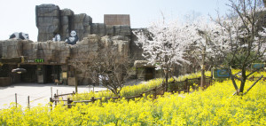 dan pearlman entwirft Panda World für das Everland Resort